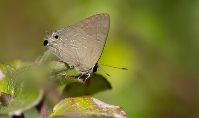 Cornelian Butterfly (Deudorix epijarbas)
