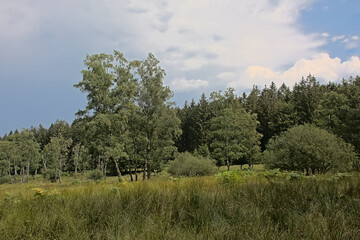 Obraz premium . Meadow and forest on a hill on a cloudy summer day in Ardennes, Wallonia, Belgium 