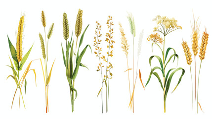 Cereal plants such as barley rye corn buckwheat flax