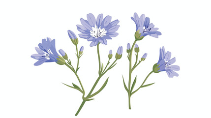 Chicory flower. Floral Cichorium intybus plant. Bloom