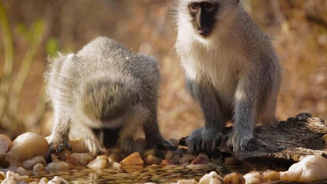 Two Vervet monkeys drinking front view in waterhole in Kruger National park, South Africa ; Specie Chlorocebus pygerythrus family of Cercopithecidae