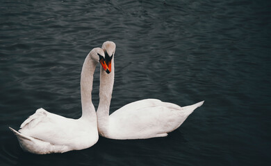 Two elegant white swans gracefully glide across the tranquil waters of a serene lake. © Wirestock