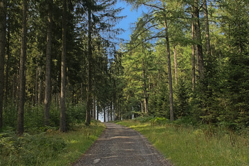 Dirt road in the forest on a cloudy summer day in Ardennes, Wallonia, Belgium 
