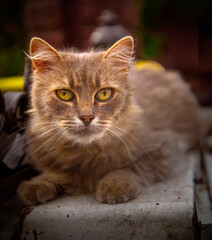a brown and white cat sitting on top of a bench