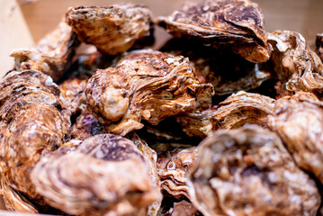 a group of oysters are in an empty bowl with water
