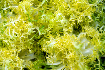 a cluster of yellow flowers sitting in the middle of the woods