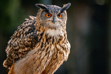 Magnificent owl perches gracefully on a sturdy branch, surveying its surrounding