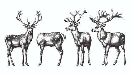 Deer sketches vintage drawings Four. Reindeer stag