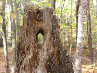 Close-up of a dry tree trunk in a forest