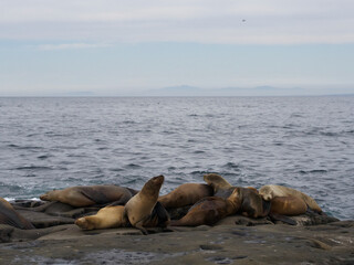 Group of sea lions rest on the rocky shore, as the waves of the ocean gently crash behind them