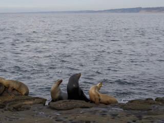 Naklejka premium Group of sea lions rest on the rocky shore, as the waves of the ocean gently crash behind them