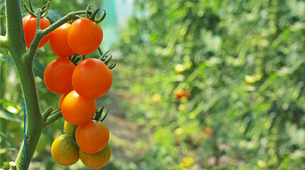 Cherry tomato harvest. Fresh tomato on a branch, eco-friendly growing of tomato at home in the garden