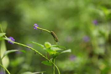 Yellow striped caterpillar on a green branch.