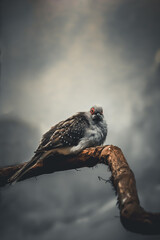 A closeup shot of a Diamond dove bird.