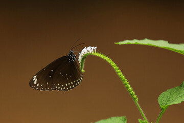 Close-up shot of Euploea klugii, the brown king crow butterfly,King crow butterfly feeding on...