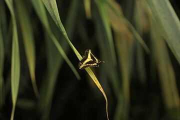 Butterfly sits on a leaf in the park, butterfly close-up