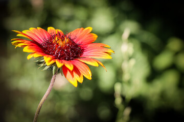 A red and yellow Gaillardia pulchella flower