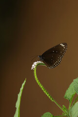 Close-up shot of Euploea klugii, the brown king crow butterfly,King crow butterfly feeding on flower nectar