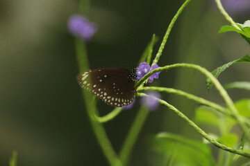 Close-up shot of Euploea klugii, the brown king crow butterfly,King crow butterfly feeding on flower nectar