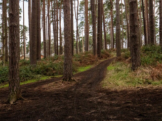 Trail meanders through a green forest with tall trees