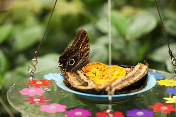 Owl butterflies at the feeding station, butterflies eating orange and banana slices