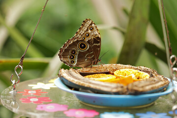 Brown butterflies at a feeding station. Close-up of owl butterflies eating orange slices on a plate.