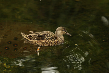Wild brown duck in summer. Female mallard with a numbered ornithological ring on her leg