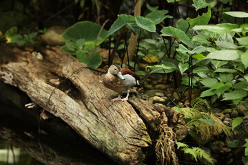 Beautiful ringed teal in a lake park