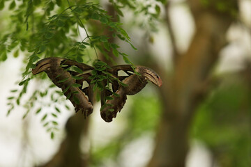 Atlas butterfly on a green acacia branch. The Atlas moth (Attacus atlas)