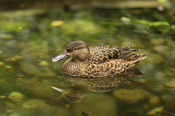 Wild brown duck in summer. Female mallard in a green lake.