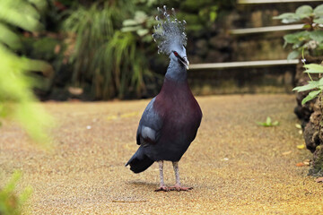 Close-up of Victoria's Blue-crowned Pigeon. Detail of a Dara Mahkota Victoria (Goura victoria)