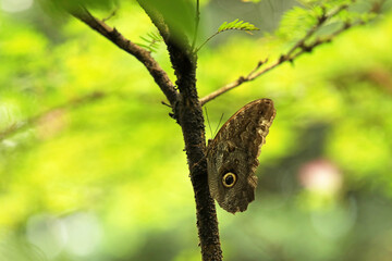 Peleides Blue Morpho butterfly on a leaf in a butterfly park