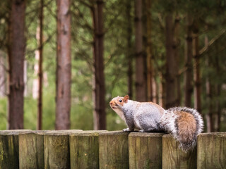 Eastern gray squirrel on a wooden fence against the backdrop of pine trees