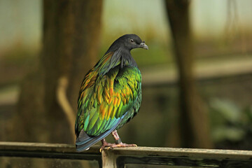 Nicobar Pigeon (Caloenas nicobarica) close-up in the garden.