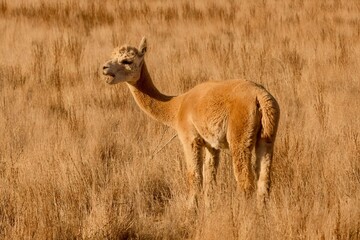 Light brown alpaca grazing in a golden meadow. Western Australia