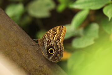 Close-up of an owl butterfly on a branch in the park.Close-up of a butterfly