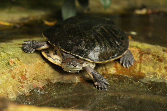 Geoffroy's turtle with side neck in water. Toad-headed turtle (Phrynops geoffroanus)