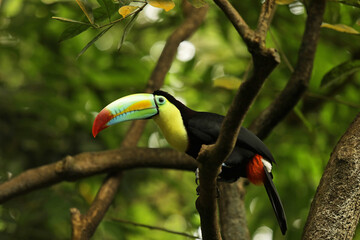 toucan on a tree in a park or forest