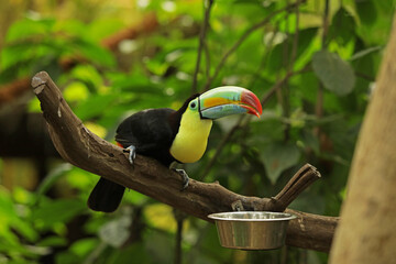 Keel-billed toucan, a bird with a large beak, on a branch in the forest.