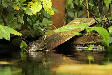 turtle in the pond, Turtle in the water