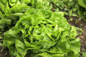 Organic lettuce grown on the ground, Fresh lettuce from the field.