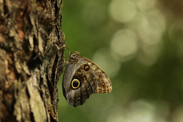 Close-up of an owl butterfly on a branch in the park.Close-up of a butterfly