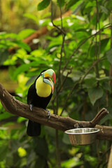 Keel-billed toucan, a bird with a large beak, on a branch in the forest.