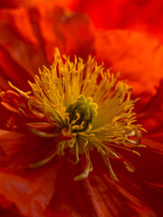 Close-up of a vibrant red poppy illuminated by natural daylight
