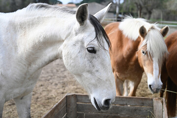Fototapeta premium head of white horse close-up in front of other horses