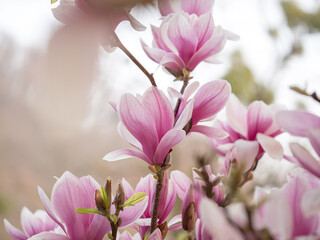 Stunning array of pink magnolia blossoms with delicate petals basking in the warm sunlight
