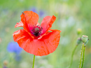 Vibrant red poppy standing out amongst lush green grass