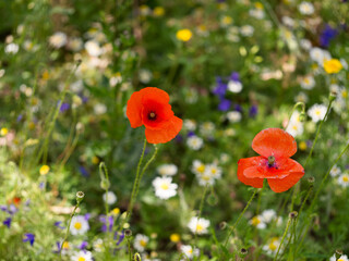 Close-up of a grassy field with a mix of red poppy flowers growing in the sunlight