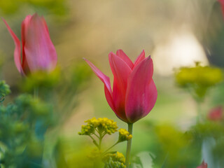Naklejka premium Vibrant arrangement of red tulips surrounded by lush green foliage