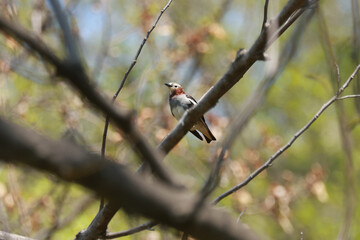 新緑の木にで羽を休めるコムクドリ